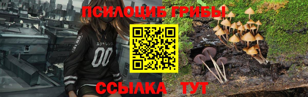 Юрга  Псилоцибиновые грибы Cubensis  где найти   Вход с VPN 